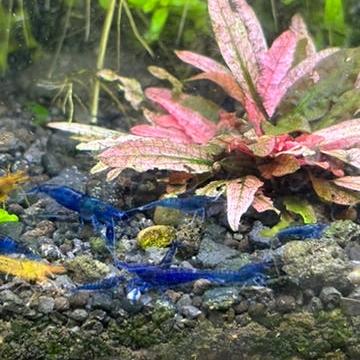 group of Diamond blue neo shrimp