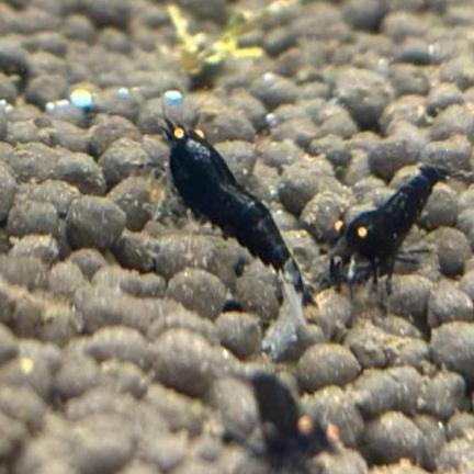 Group of OE Black Devil caridina shrimp on substrate