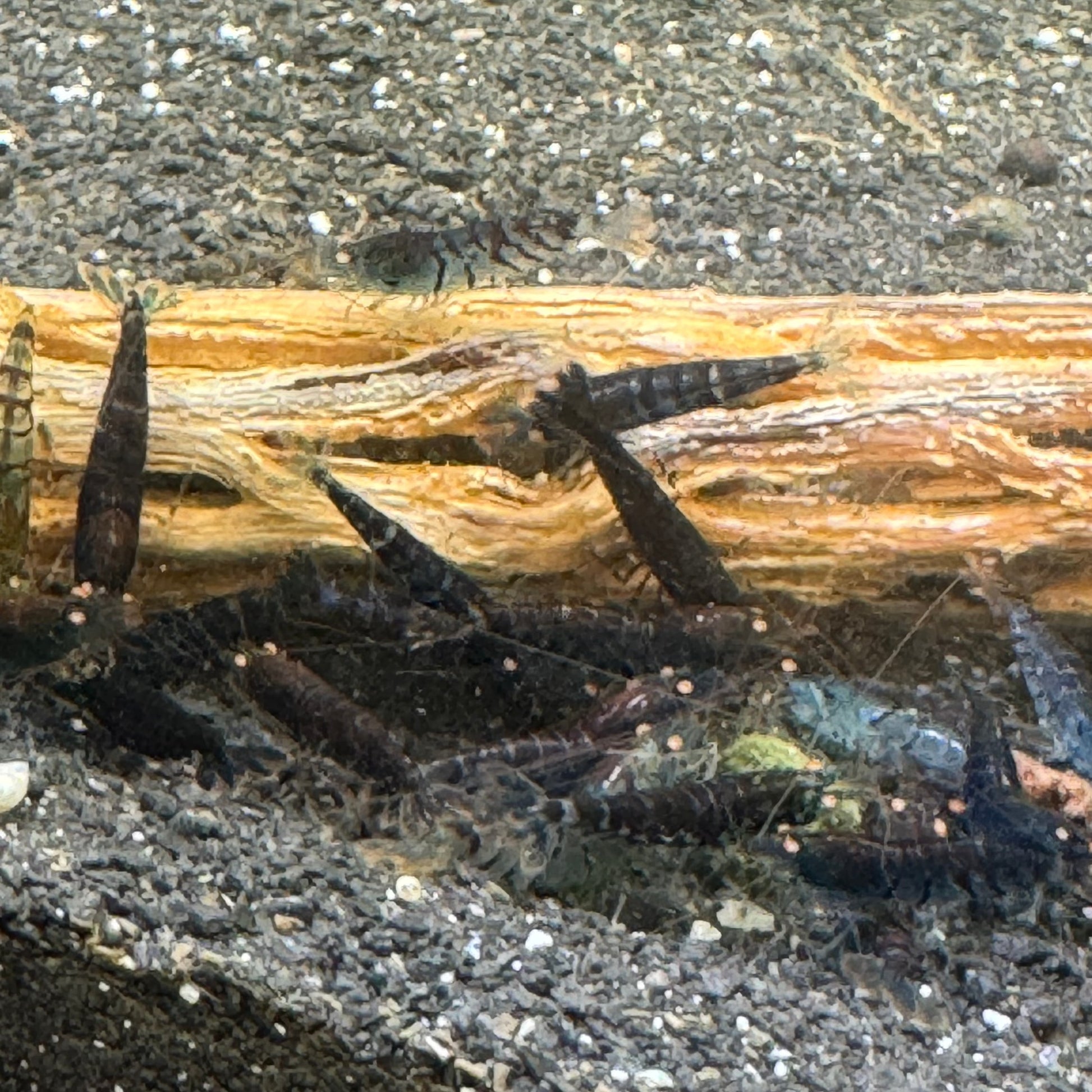 Orange Eye Blue Tiger group with cholla wood