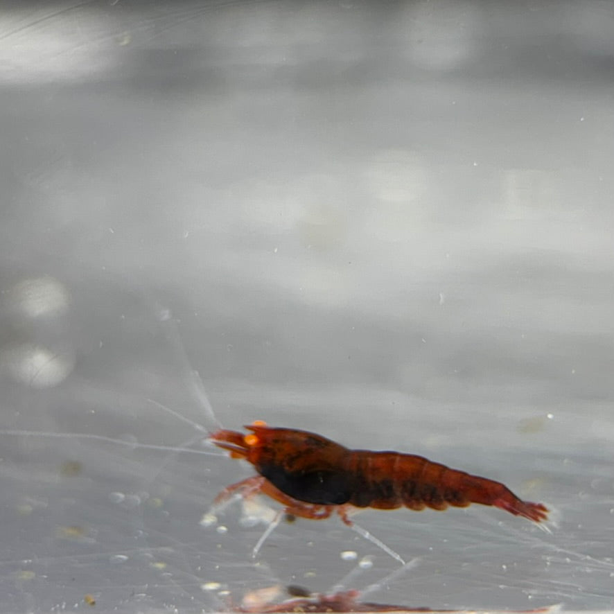 Orange Eye Red Devil Caridina