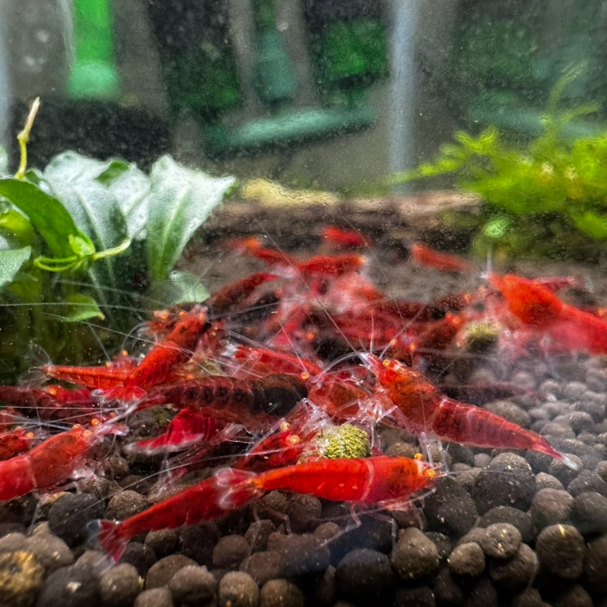 Orange Eye Red Devil Caridina group