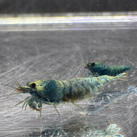 Pregnant Extreme Blue Bolt Freshwater Caridina shrimp 