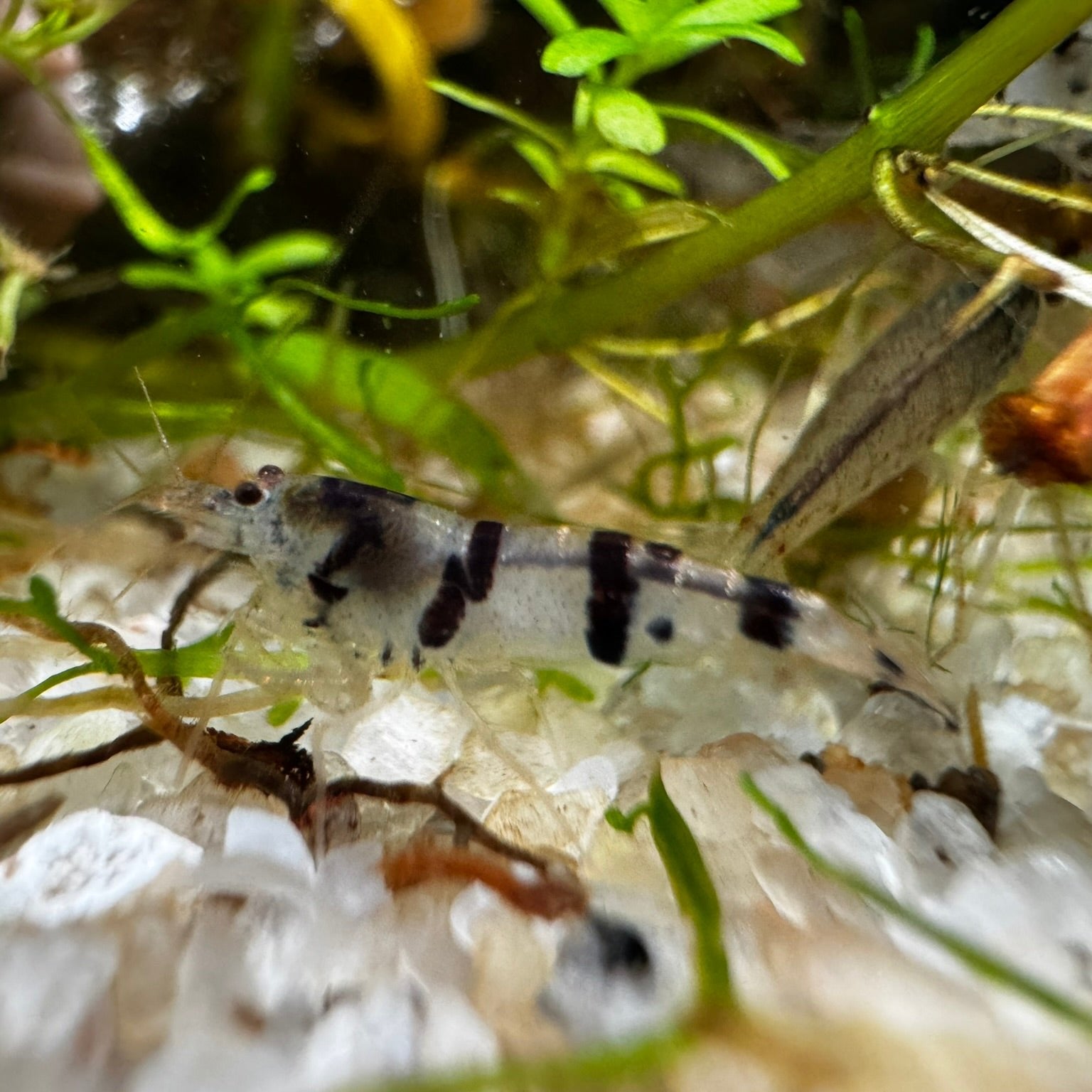 Raccoon Tiger Shrimp