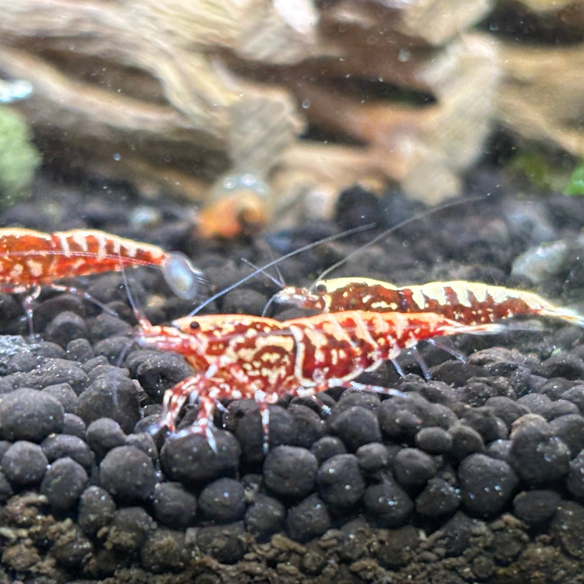 Red Galaxy fishbone caridina shrimp