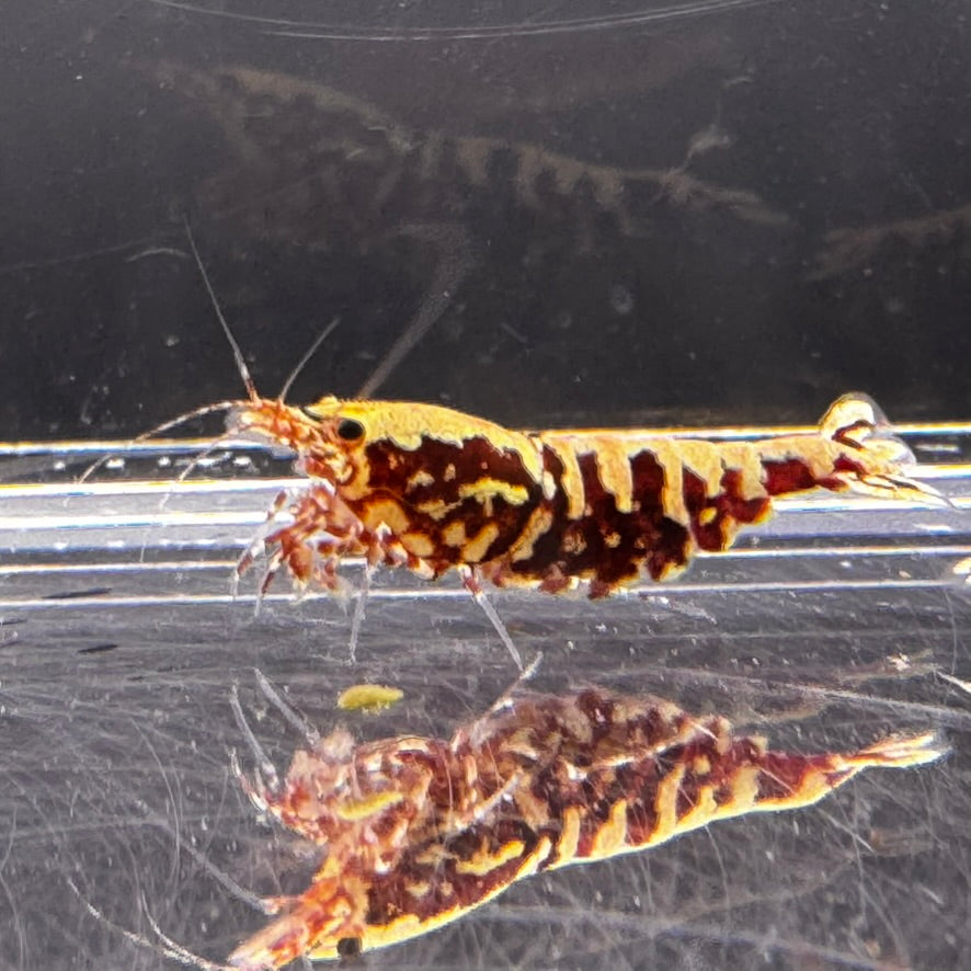 Red galaxy fishbone caridina freshwater shrimp