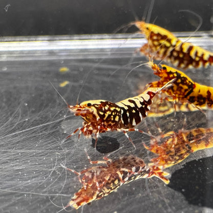 Red galaxy fishbone caridina freshwater shrimp group