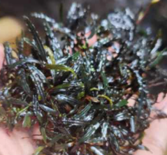 Bucephalandra sp. Belindae Submerged