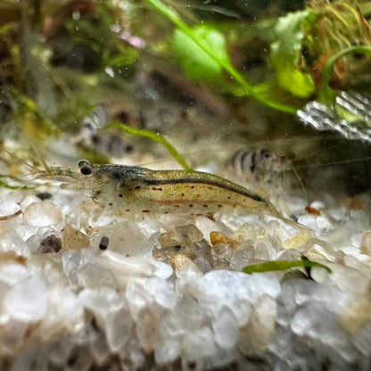 Small amano shrimp