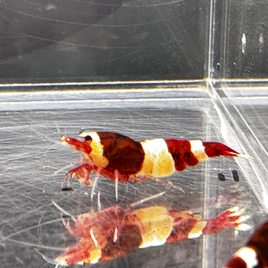 Wine Red Freshwater Caridina shrimp