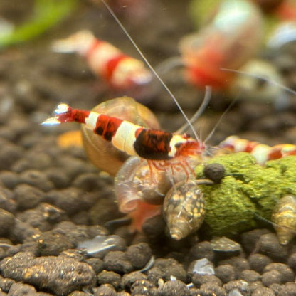 Wine red caridina shrimp