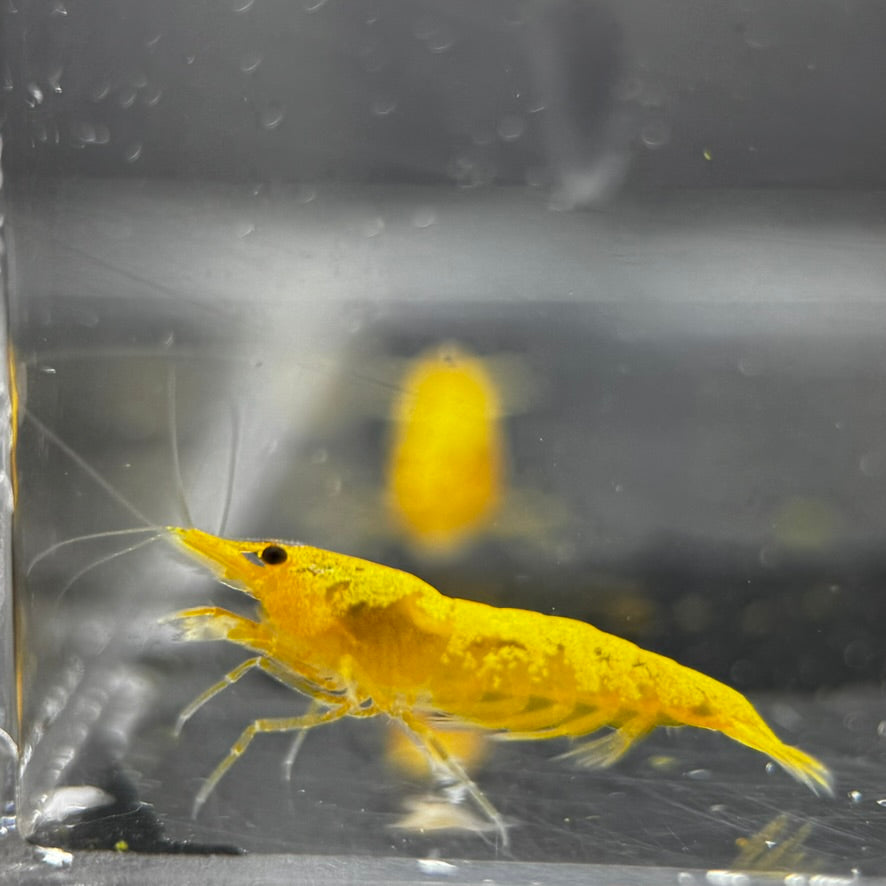 Yellow Gold Dust Neocaridina Freshwater shrimp male