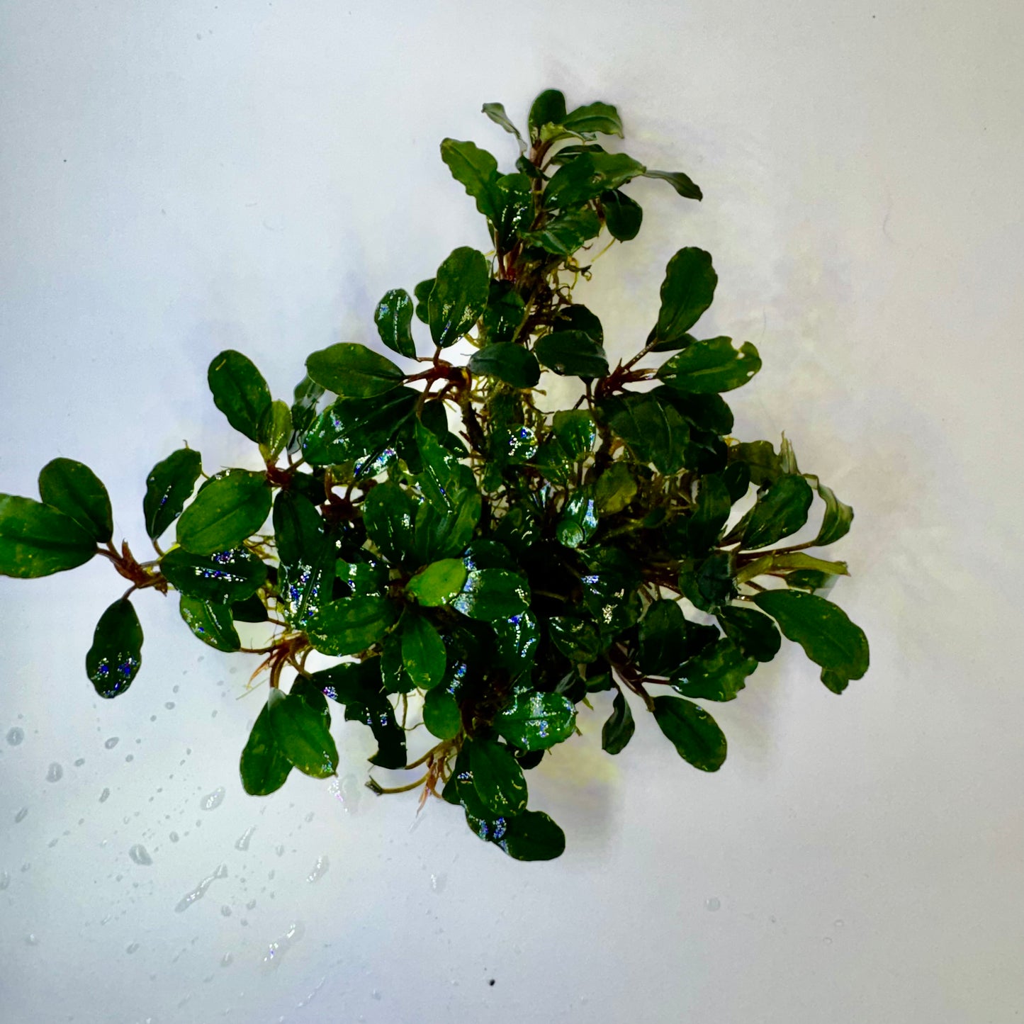 apple life bucephalandra aquarium plant