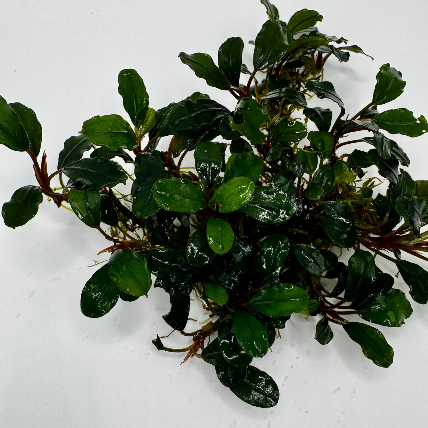 apple life bucephalandra aquarium plant close up