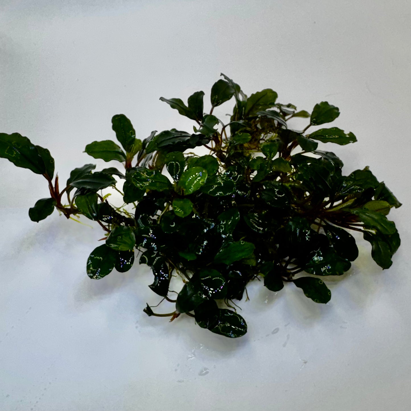 apple life bucephalandra aquarium plant side angle