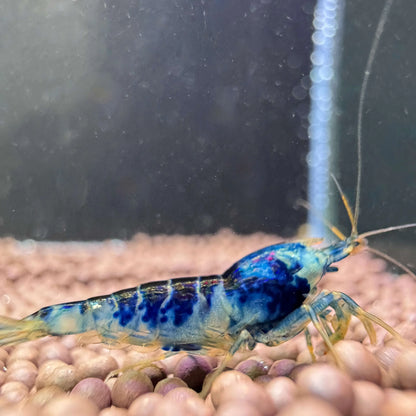 blue dragonblood caridina shrimp calceo
