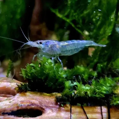 Blue Jelly neocaridina shrimp