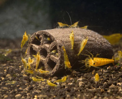 GlasGarten: Crispy Caves