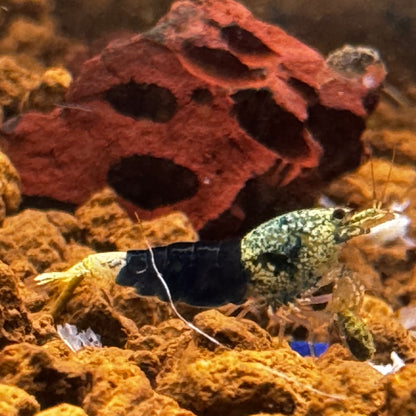 ocean blue caridina shrimp close up