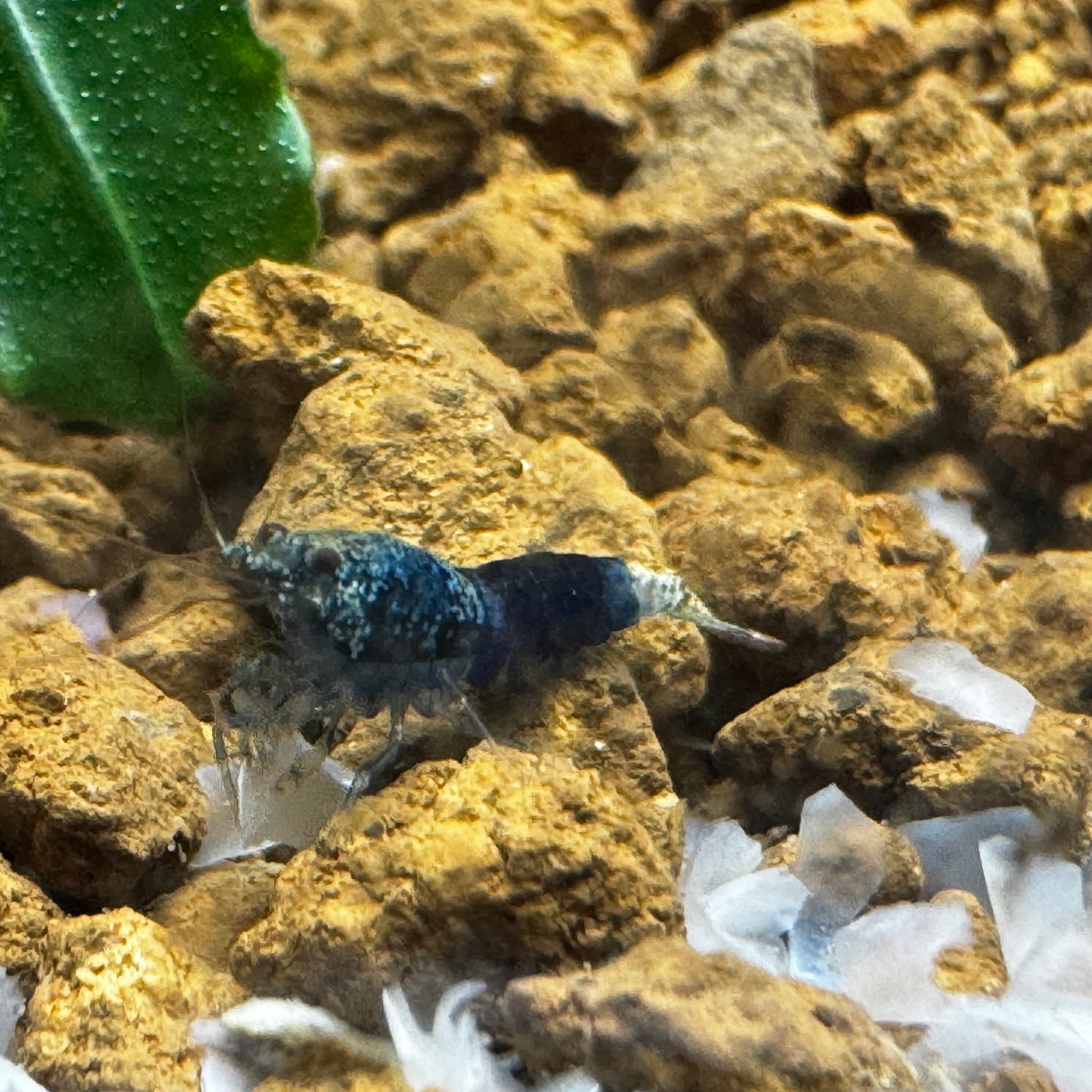 ocean blue caridina shrimp angle