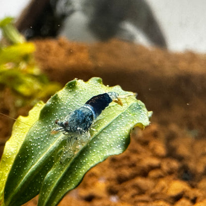 ocean blue caridina shrimp on a leaf