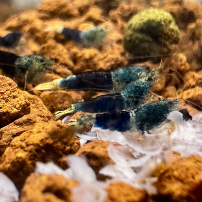 ocean blue caridina shrimp trio