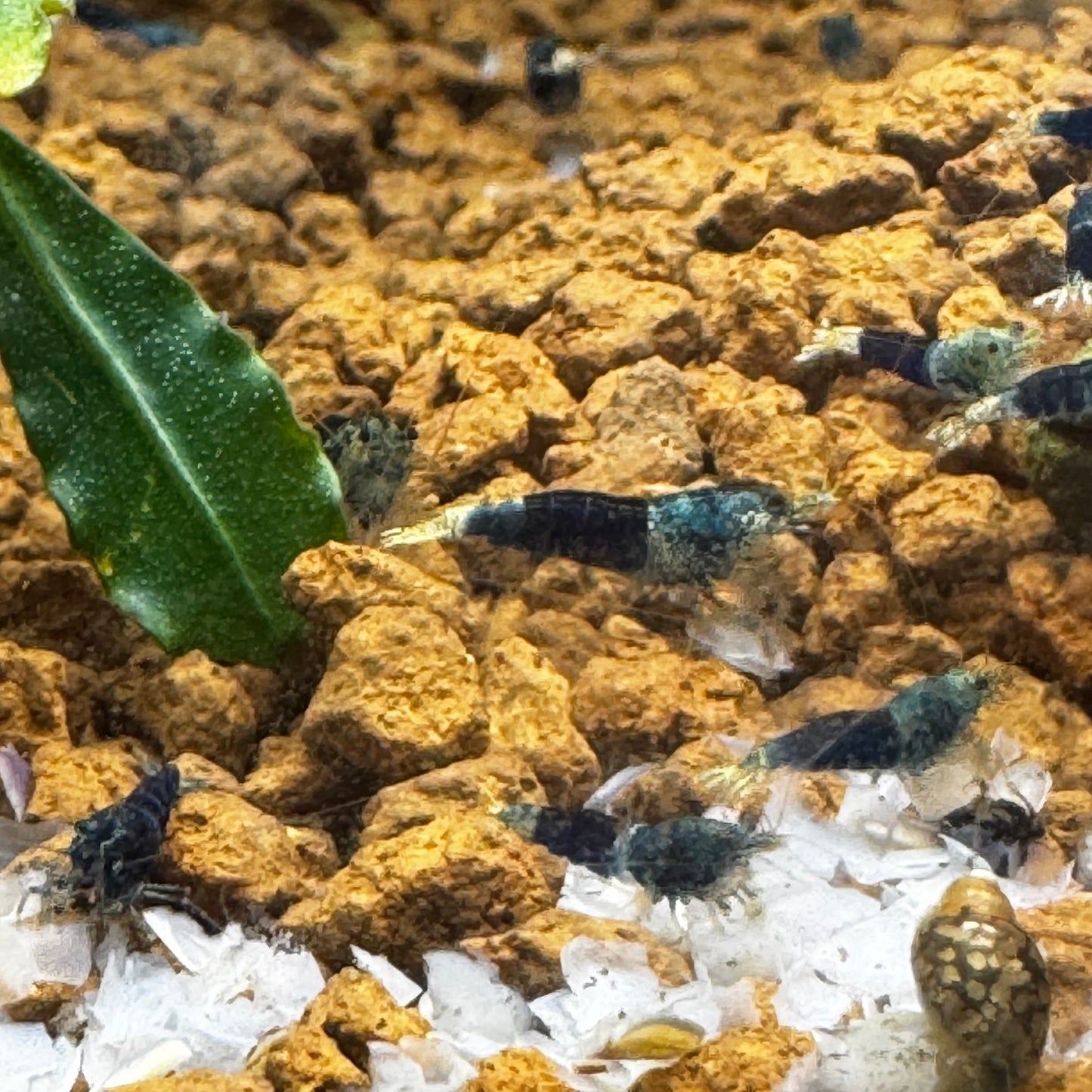 ocean blue caridina shrimp with juvenile