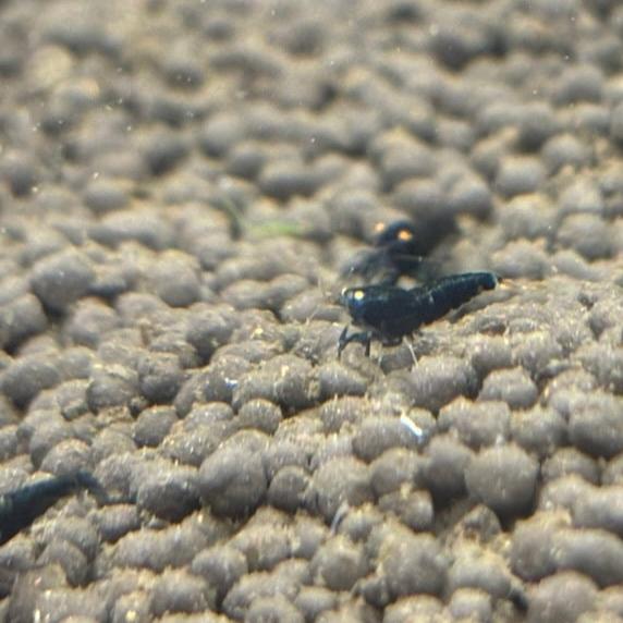 OE Black devil BKK pair on substrate