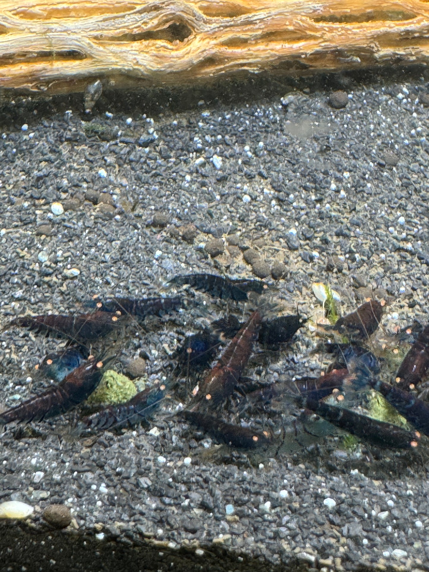 orange eye blue tiger freshwater shrimp