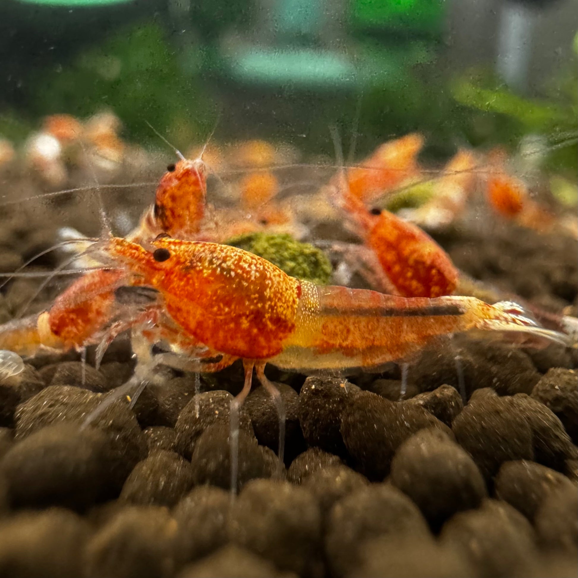 sunset orange ocean caridina shrimp