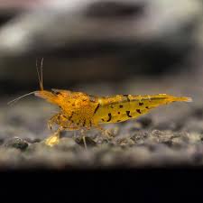 Tangerine Tiger Caridina in Neocaridina paramters